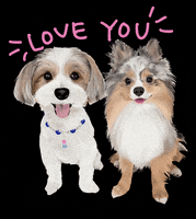 Love You Dog GIF by Honey Boo Designs