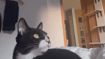 Soysauce GIF