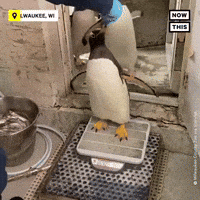 Happy Feet Penguin GIF by NowThis