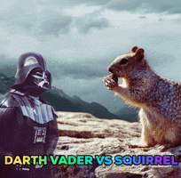 squirrel may4th GIF by Stoneham Press