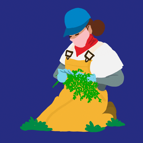 Digital art gif. Animated woman wearing a blue cap, yellow overalls, a red neck scarf, and a pink face mask kneels on the grass while tending to a harvested plant.