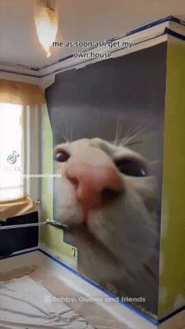 Oriental Shorthair Cat GIF