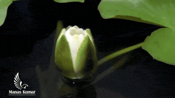 manas  GIF