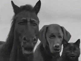 Browhat GIF