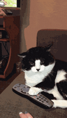  animals being jerks control remote GIF