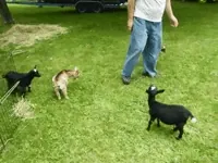 animals being jerks GIF