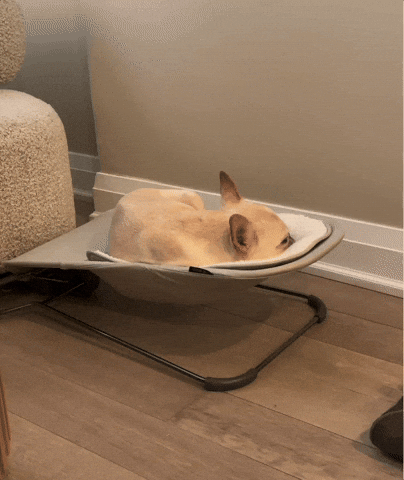 French Bulldog Sleeping GIF