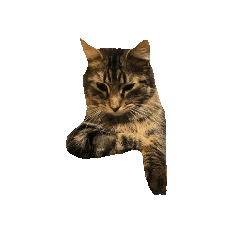 Kitty Zoomie Stickers - Find & Share on GIPHY