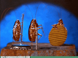 bugs cockroach GIF by Cheezburger