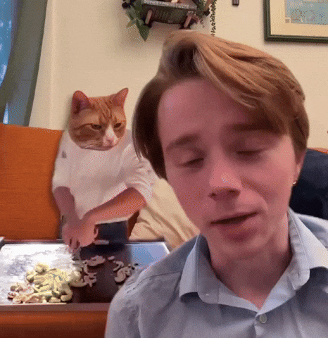Cat Cooking GIF