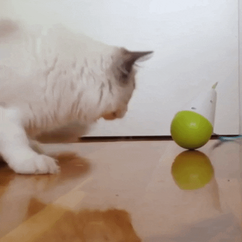 Animated GIF
