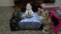 Cat Celebrates Her Birthday in Style