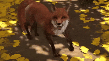 GIF
