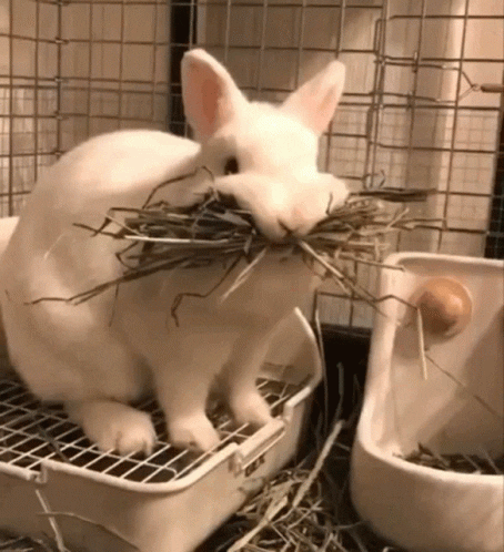 Cute GIF