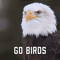 Philadelphia Eagles Sport GIF by Sealed With A GIF