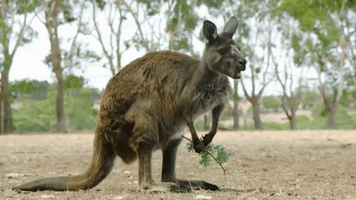 kangaroo GIF by Late Night with Seth Meyers