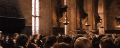 Owl GIF