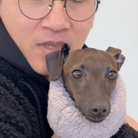 Dog Ig GIF