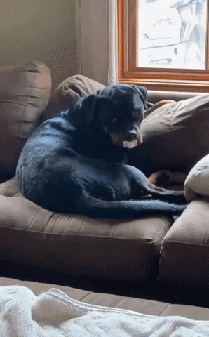 Dog Baby GIF by Storyful