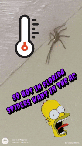 Spiders GIF