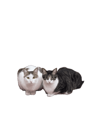 Pikun Sticker