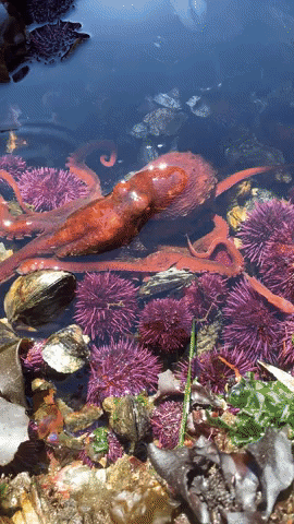 Ocean Tide Pool GIF by OctoNation® The Largest Octopus Fan Club!