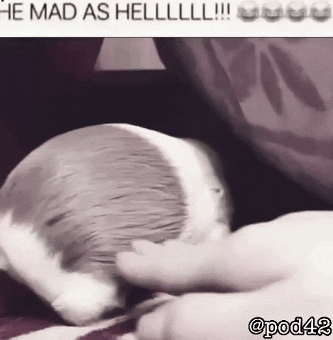 Angry Guinea Pig GIF