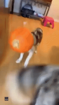 Australian Shepherd Gets Head Stuck in Pumpkin