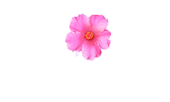 Flower Sticker by Schick Latam