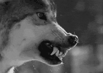 black wolf snarling gif
