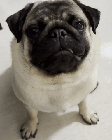 Sorry GIF