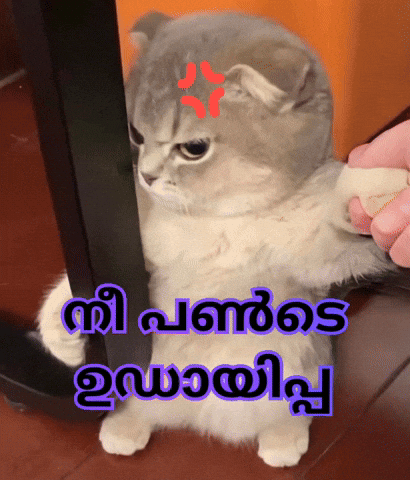 Cat Meme GIF