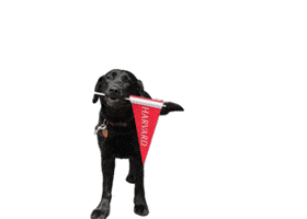 Sasha GIF by Harvard Alumni Association