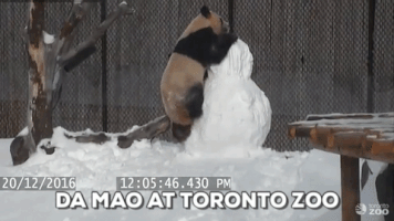 richspk panda toronto snowman zoo GIF