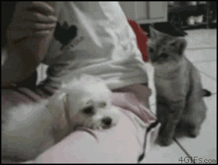 giphy.gif