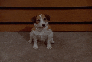 Dog What GIF by Paramount+