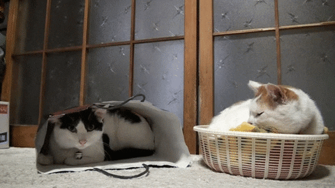 giphy.gif?cid=19f5b51a214b2f954480ffc5af0264dcf5f02bc3c0d6fb29&rid=giphy.gif