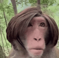 Monkey GIF