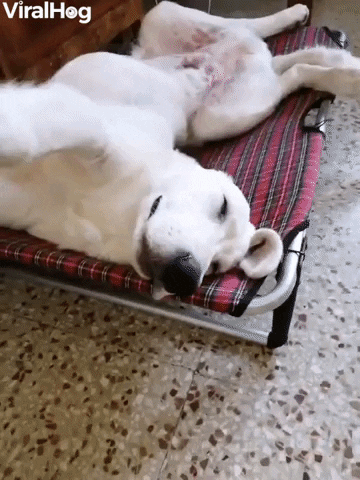 Puppy Has Derpy Sleeping Position GIF by ViralHog