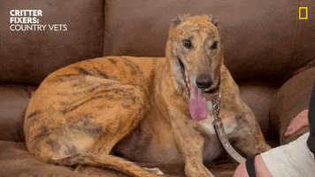 Dogs Reaction GIF by Nat Geo Wild
