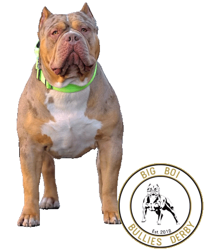 Big Boi Studs Sticker