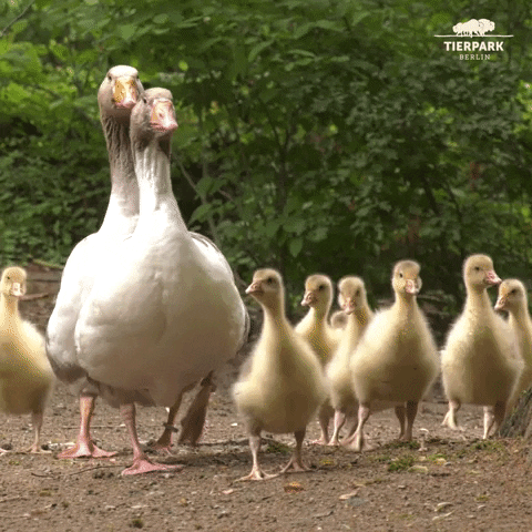 On The Road Family GIF by Tierpark Berlin