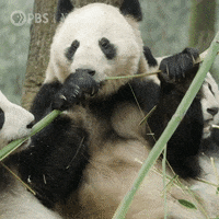 Pbs Nature Panda GIF by Nature on PBS