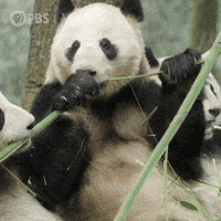Pbs Nature Panda Gif By Nature On Pbs Find Share On Giphy Pbs Nature Panda Gif By Nature On Pbs Find Share On Giphy