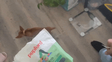 Chihuahua GIF