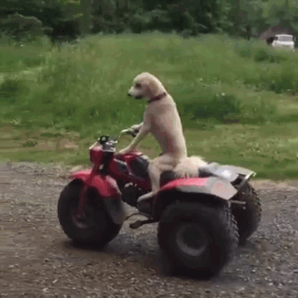Joy Ride GIF - Find & Share on GIPHY
