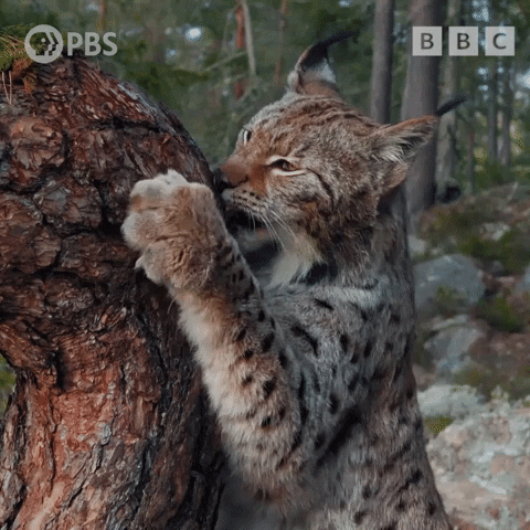 Scratching Big Cat GIF by PBS