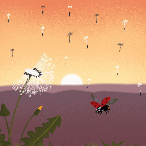 Sunrise Ladybug GIF