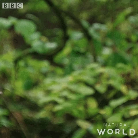 jump wildlife GIF by BBC Earth