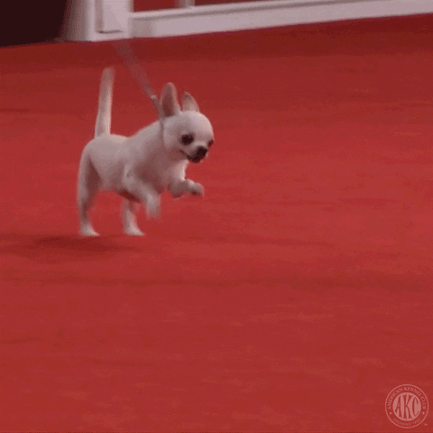 Excited Lets Go GIF by American Kennel Club
